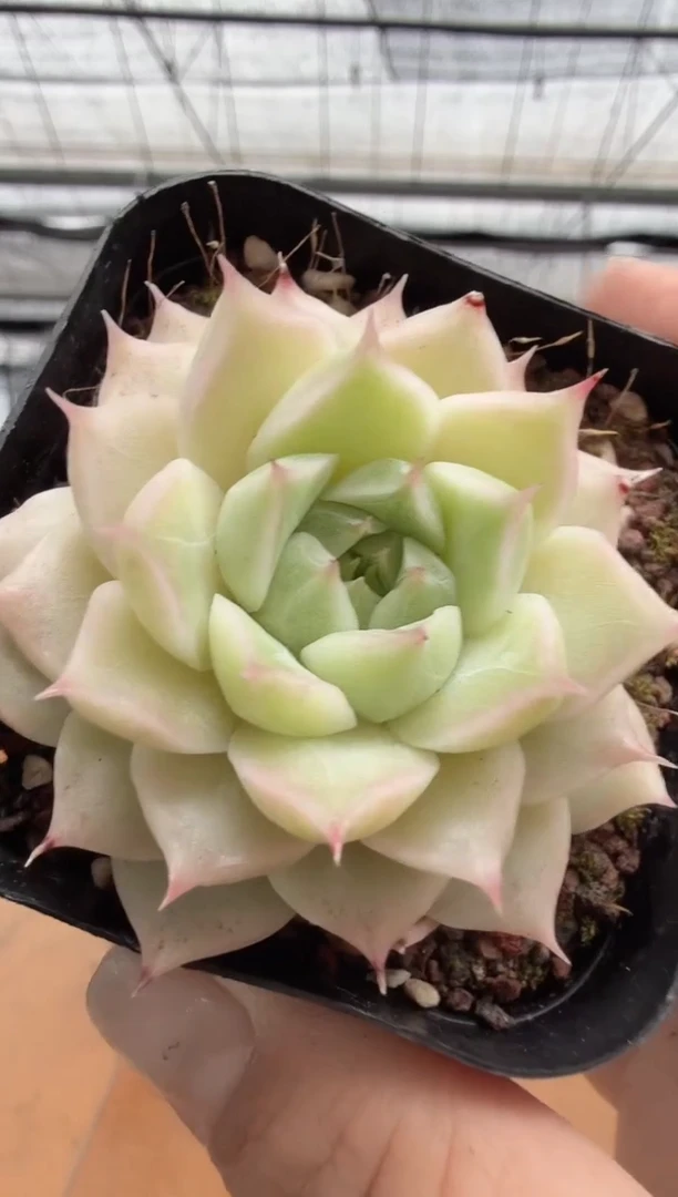 东云多肉园二店-127