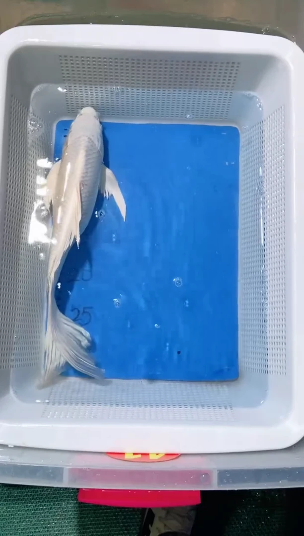 锦鲤锦鲤蝴蝶鲤鱼拍开箱视频包售后