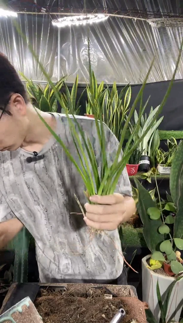 帕瓦泰品裸根3棵9.9