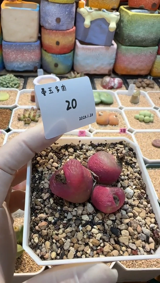 【闪购商品】25.1.25-20开心