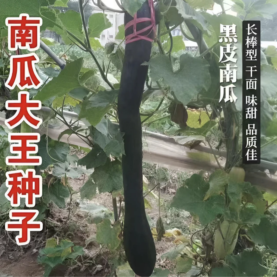 【特长嫩南瓜种子】四季种植盆栽地栽阳台小院种植
