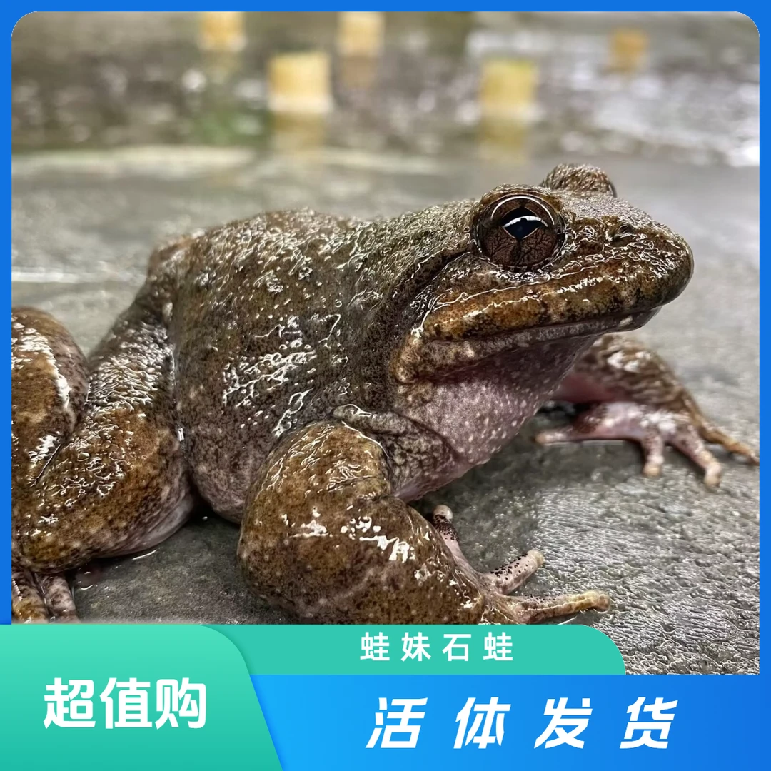 活体发货原生态高山冷水养殖石蛙