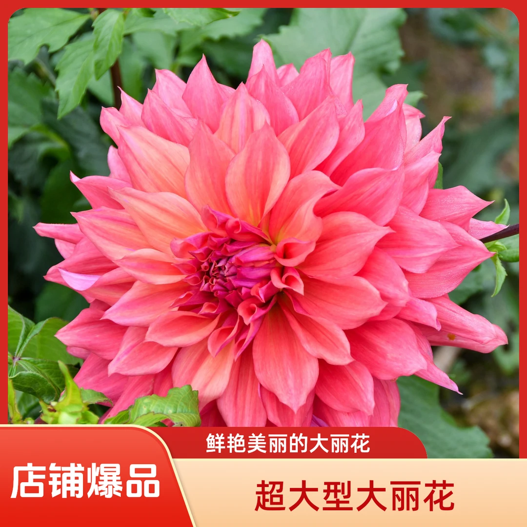 【岛民28cm】大丽花整株种球【地栽·盆栽·包对版·假一罚十】