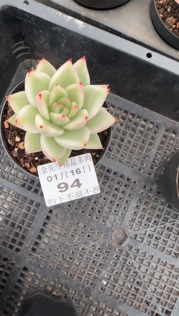 【闪购商品】0116-94樱花玛利亚锦