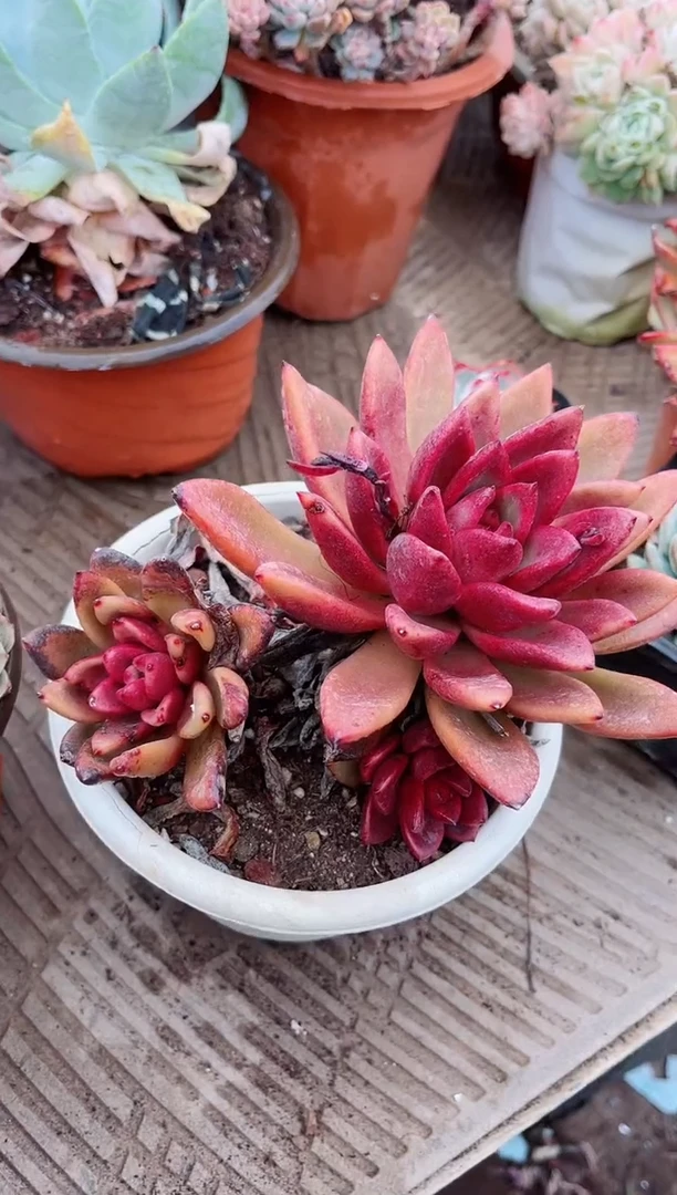 【闪购商品】04368