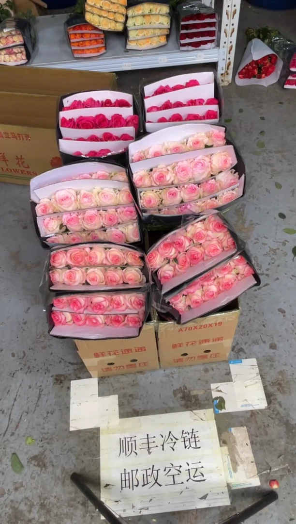 艾沙20枝+洛神20枝+佛洛依德20枝