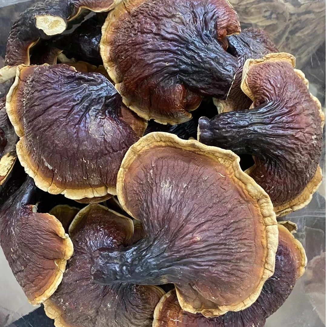 长白山金边灵芝精选品质