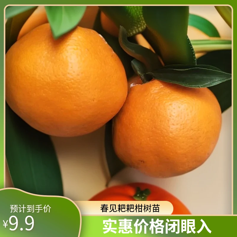 春见耙耙柑树苗爱媛38号树苗果冻橙沃柑纽荷尔脐橙明日见甘平树苗