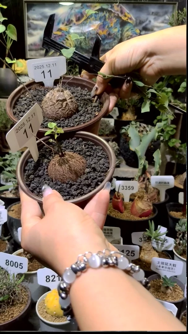 11号1211福利南非龟甲龙买一送一