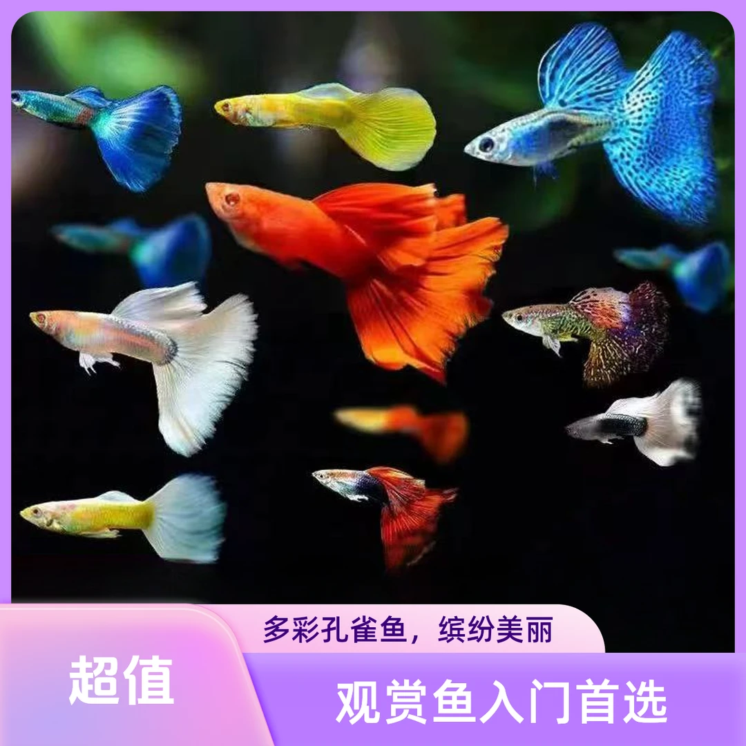 【精品孔雀鱼】12条小全家福 淡水鱼观赏鱼 金粉火烧云冰蓝套餐