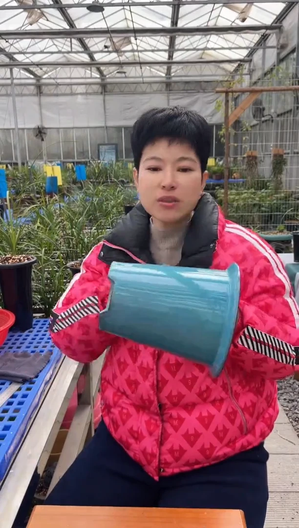 当前无花朵，栽培后可花朵清浅，，清浅，，