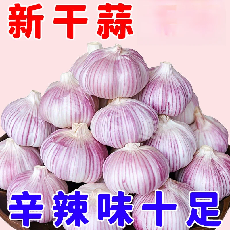 山东金 乡中果大蒜大蒜新鲜饱满香辣味十农品