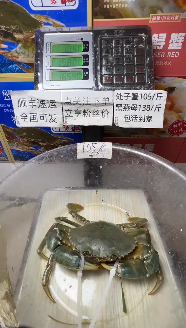 中国大陆梨***呀青蟹大公蟹