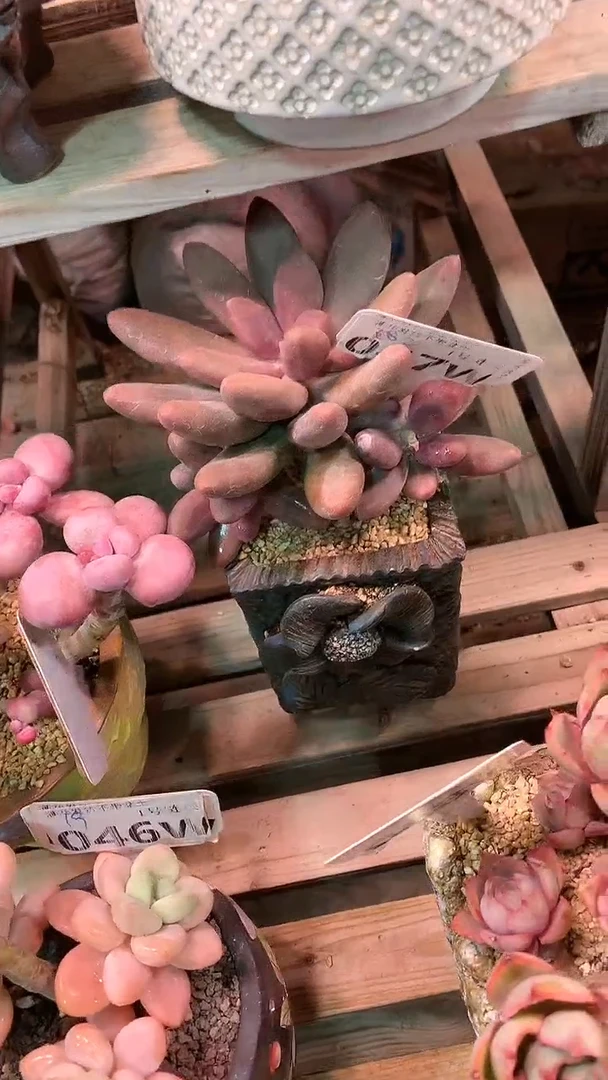 【闪购商品】047WWW