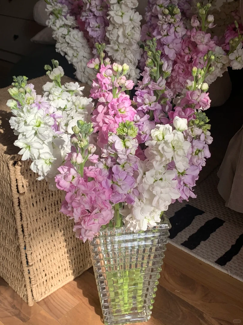 【重瓣香水紫罗兰】2把20枝2色 浓香型 全场任意两单鲜花包邮（坤）