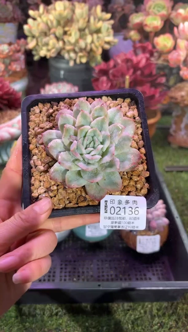 【闪购商品】02136