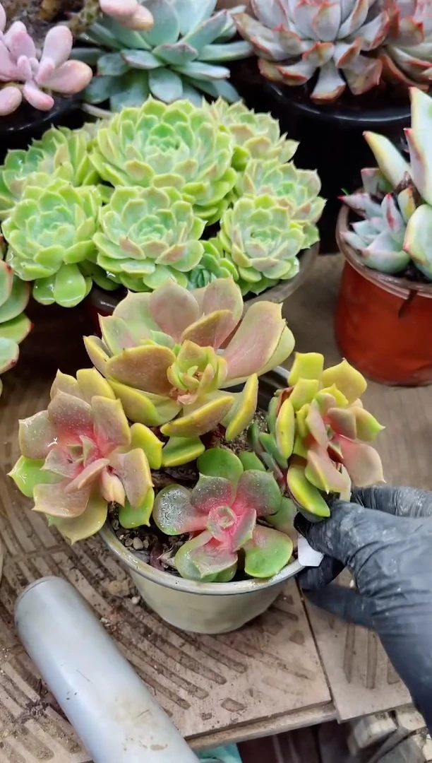 猫*15041多肉植物一物一拍