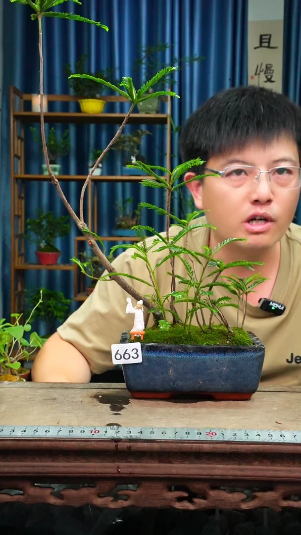 无花朵沐*苔藓微景观663号