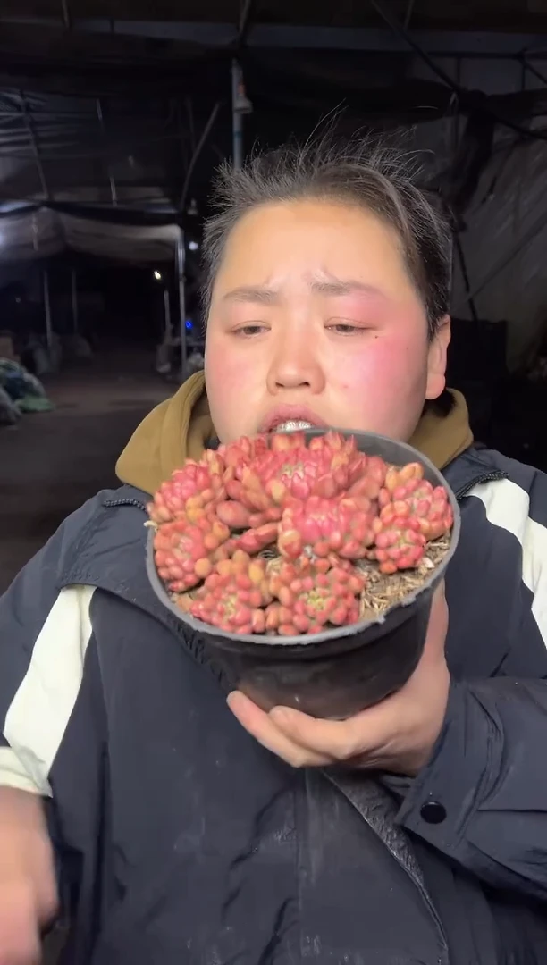 【闪购商品】100-宝石烟花带盆土9.99