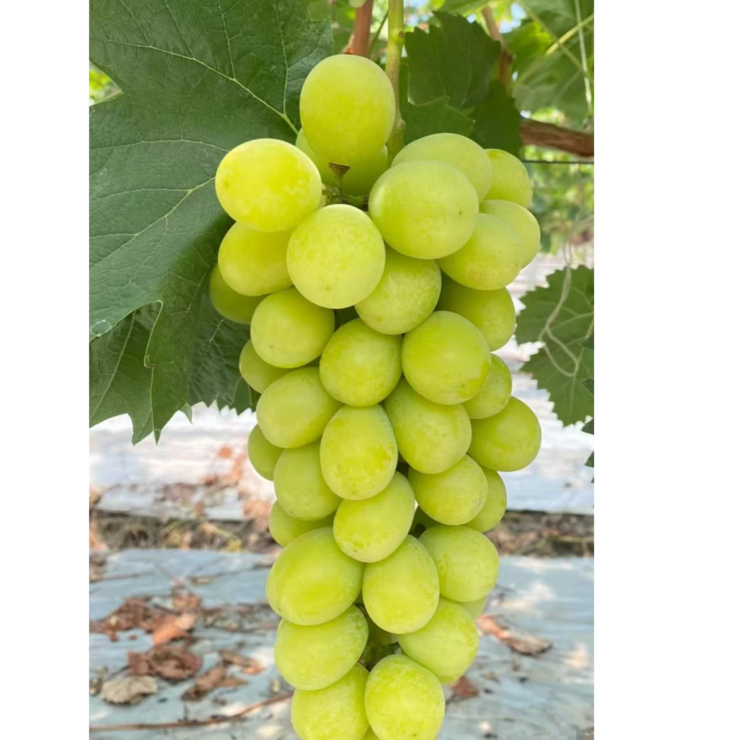 顺丰【大-董】阳光玫瑰葡萄 净重5斤/份