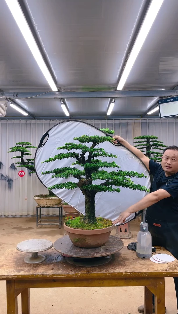 无花朵精品盆景  一物一拍