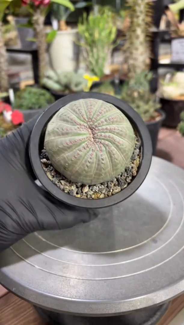 缀化布纹球大戟FD-1017