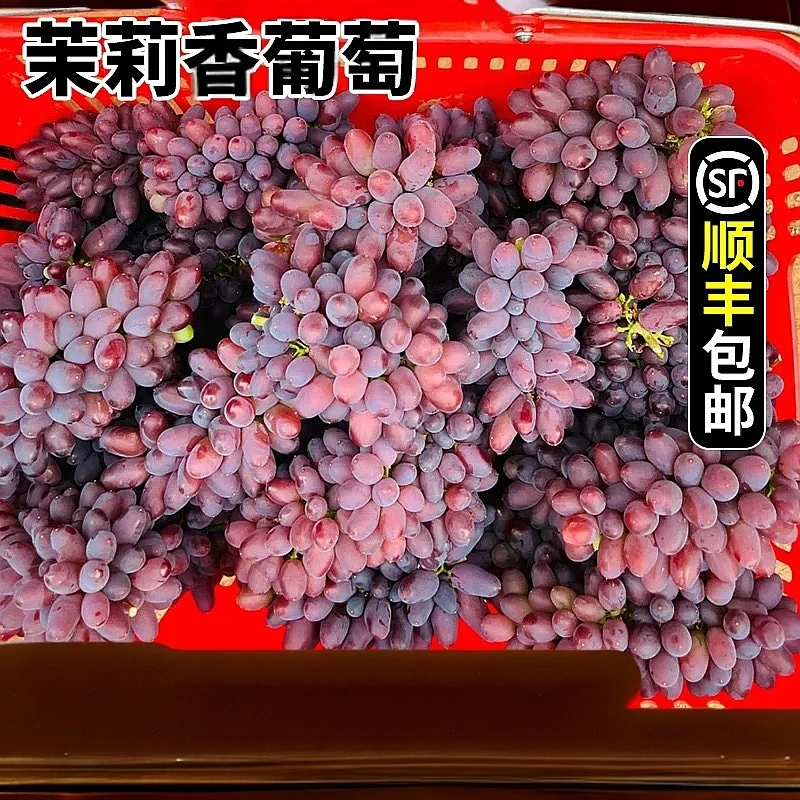 顺丰包邮茉莉香葡萄新鲜水果郁金香葡萄无籽红提新鲜孕妇水果