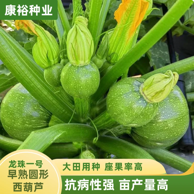 【康裕种业】龙珠一号圆形西葫芦节间短座果率高瓜皮绿云南蔬菜种子