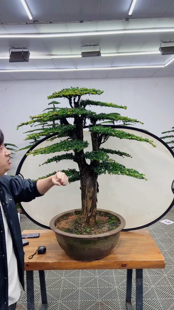 无花朵造型盆景一物一拍