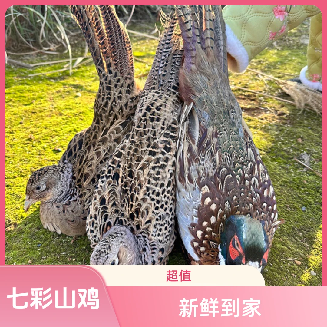1公2母 到手3只七彩山鸡 农家散养公鸡2.5斤左右 母鸡1.5斤左右