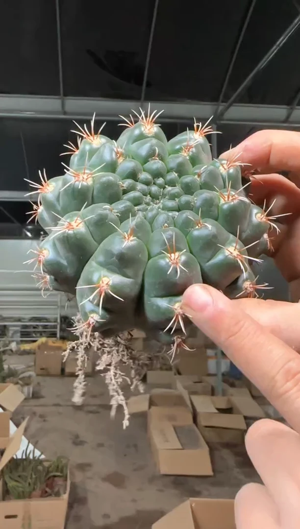 实生根 绯花玉 8-11cm