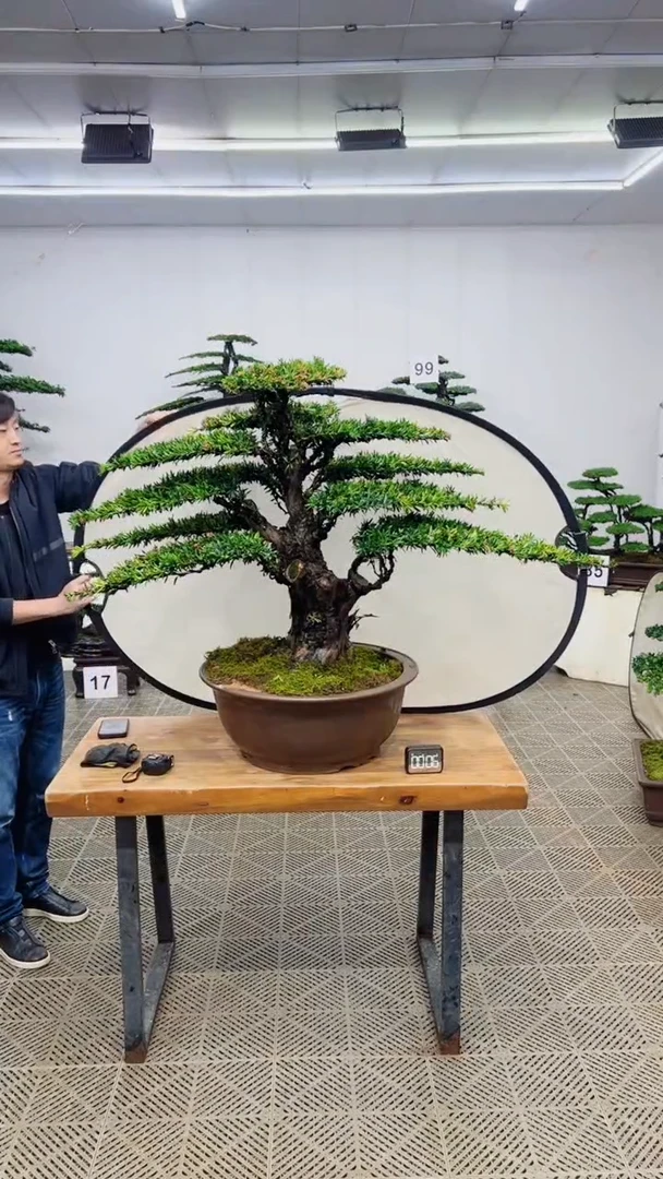 无花朵造型精品一物一拍