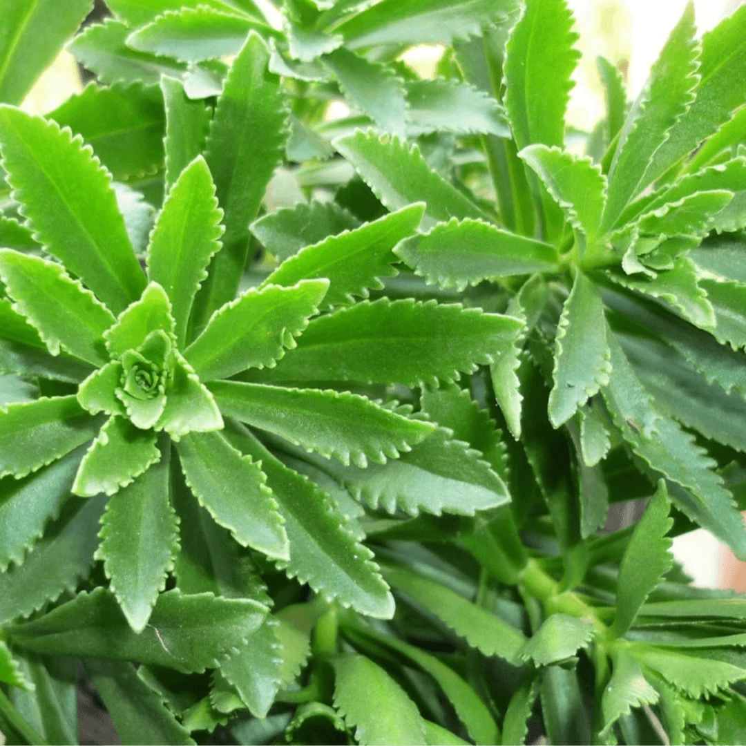 (拍2发3)养心菜种子家庭阳台小院盆栽地栽四季种植农家蔬菜种子