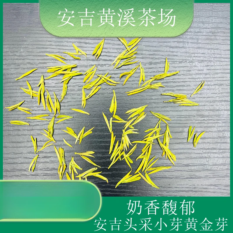 2024安吉黄溪茶场开园头采小肥芽【黄金芽tn99】奶香味浓郁黄金芽