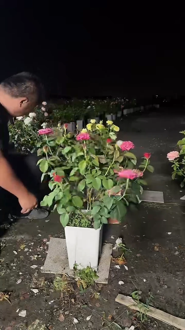 当前无花朵，栽培后可花朵572苏珊6.5L