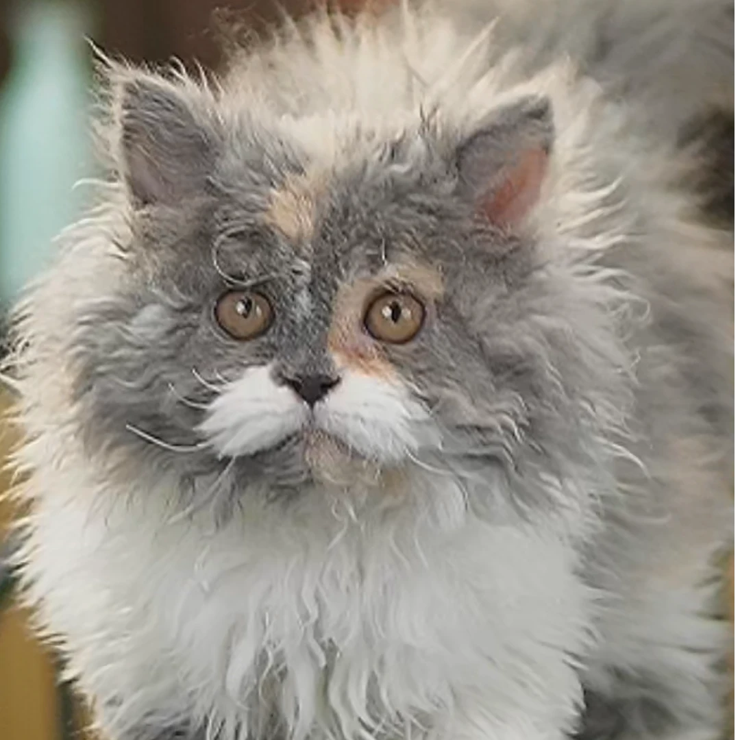 塞凯猫猫活体三花妹妹