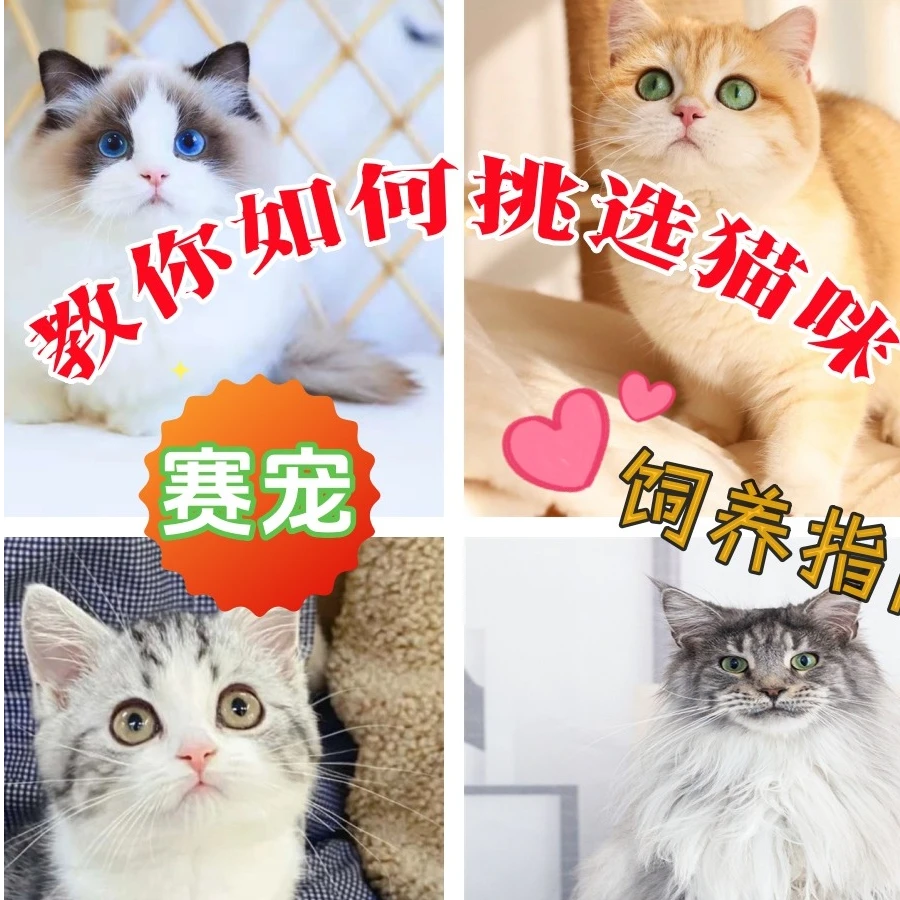 【一对一】终身宠物猫饲养指导课程