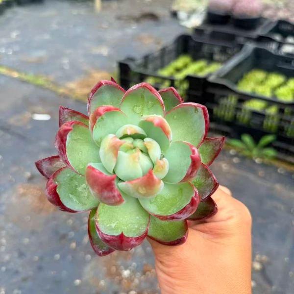 惊鸿仙子8CM左右 多肉植物满两单包邮