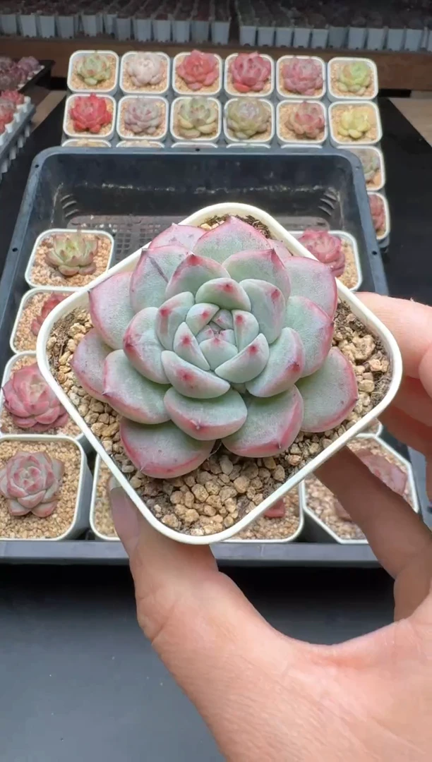 【闪购商品】593B物拍多肉带盆土6.5杯拍3颗包柚