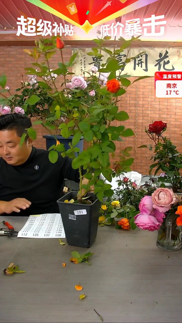 当前无花朵，栽培后可花朵玛瑙101