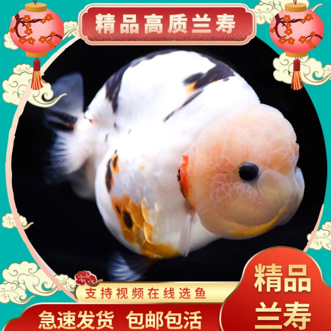 渔多多精品兰寿泰狮活体