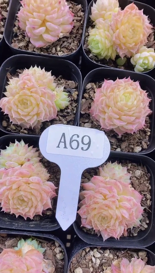 【闪购商品】A69-晚山茶多肉（量拍）