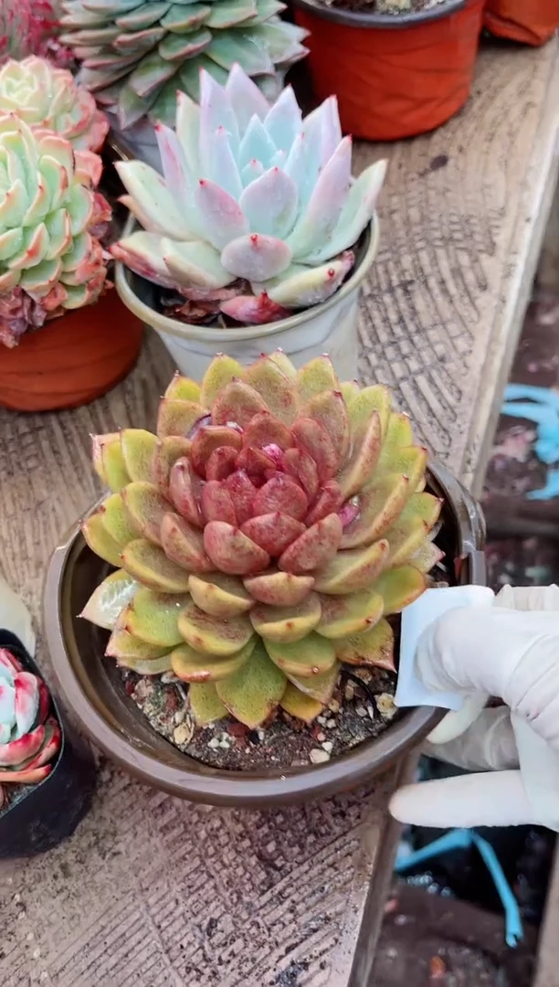 【闪购商品】09117多肉