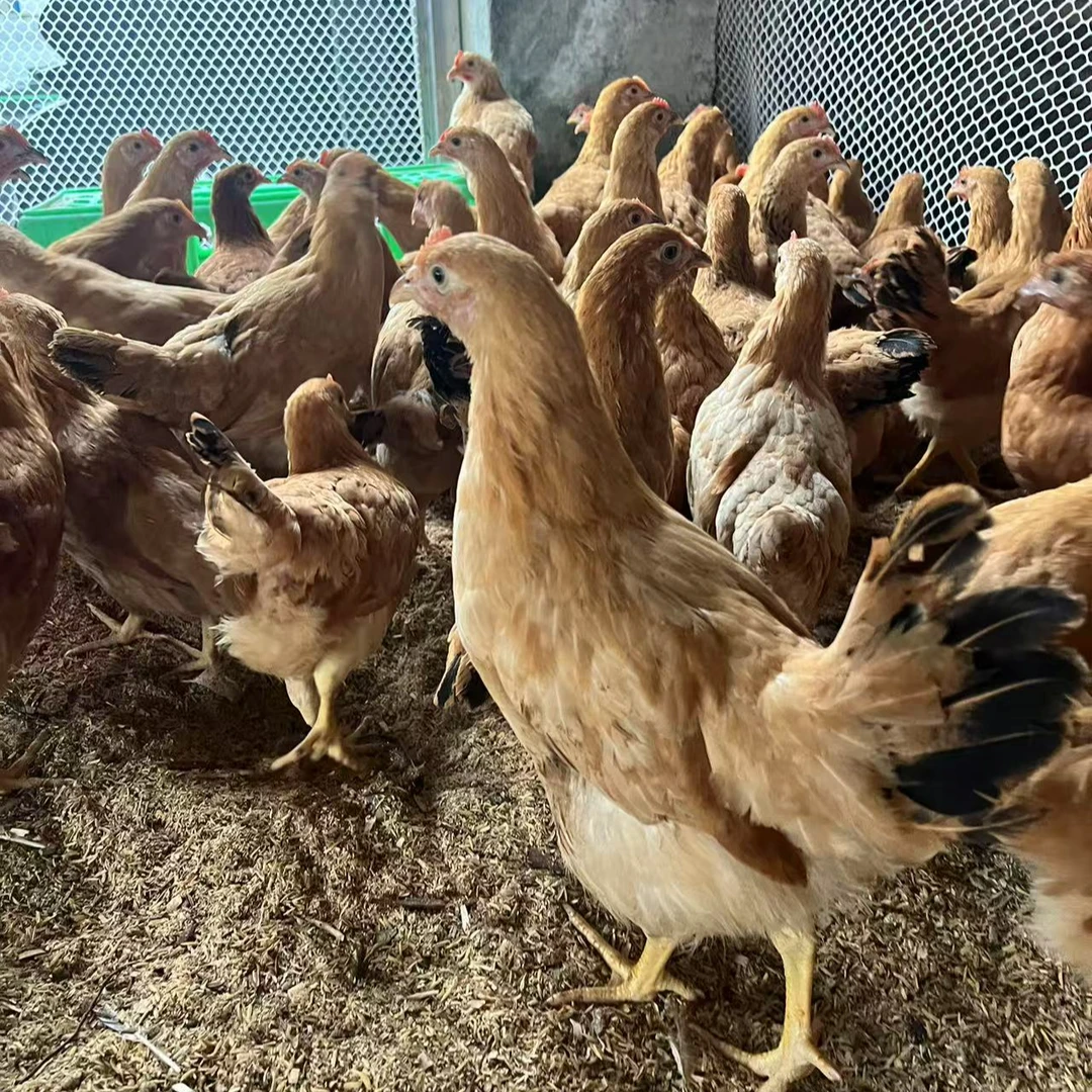 【苏禽-产蛋王】细脚 矮脚 京东包邮 宠物 苏禽鸡