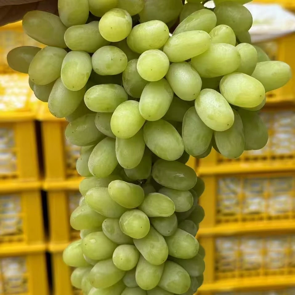 马奶提一斤装云南省