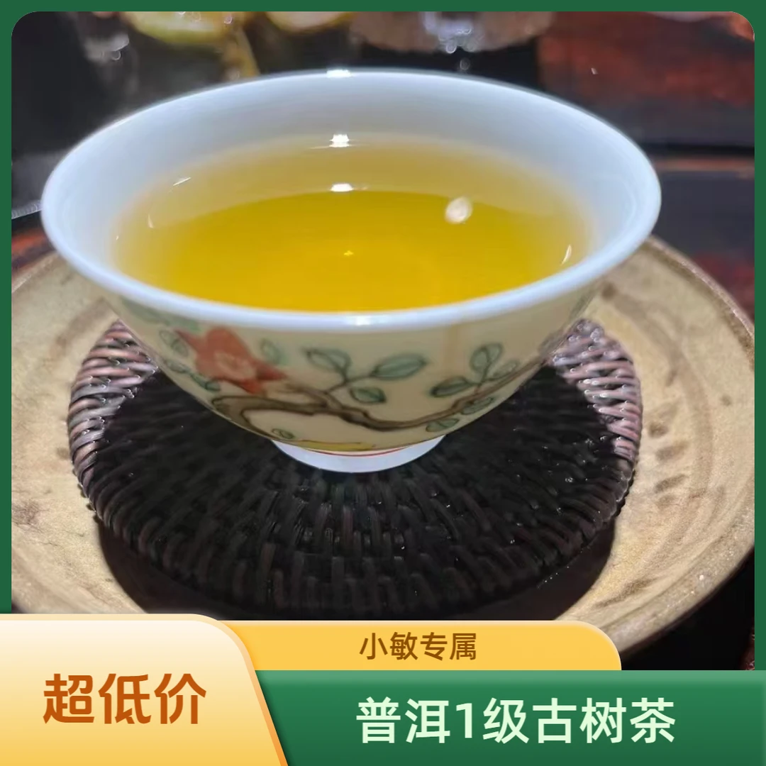 云南普洱2025头春初期古树春茶核心区