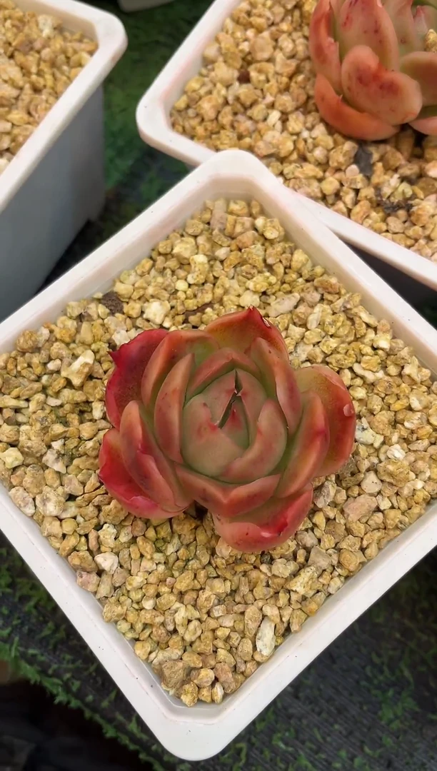 C13小贝壳 满20包邮发货