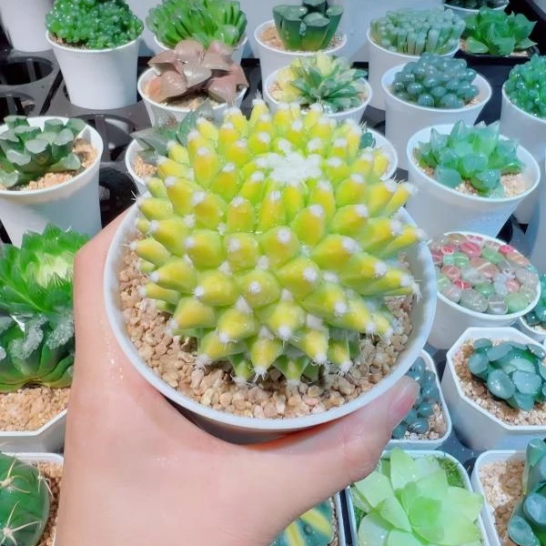 迎春锦菠萝球仙人球基地盆发货新手好养美观防辐射