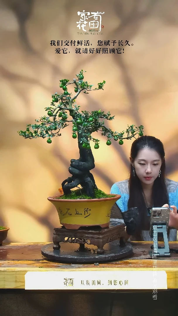 无花朵t*家有花田-老桩金弹子