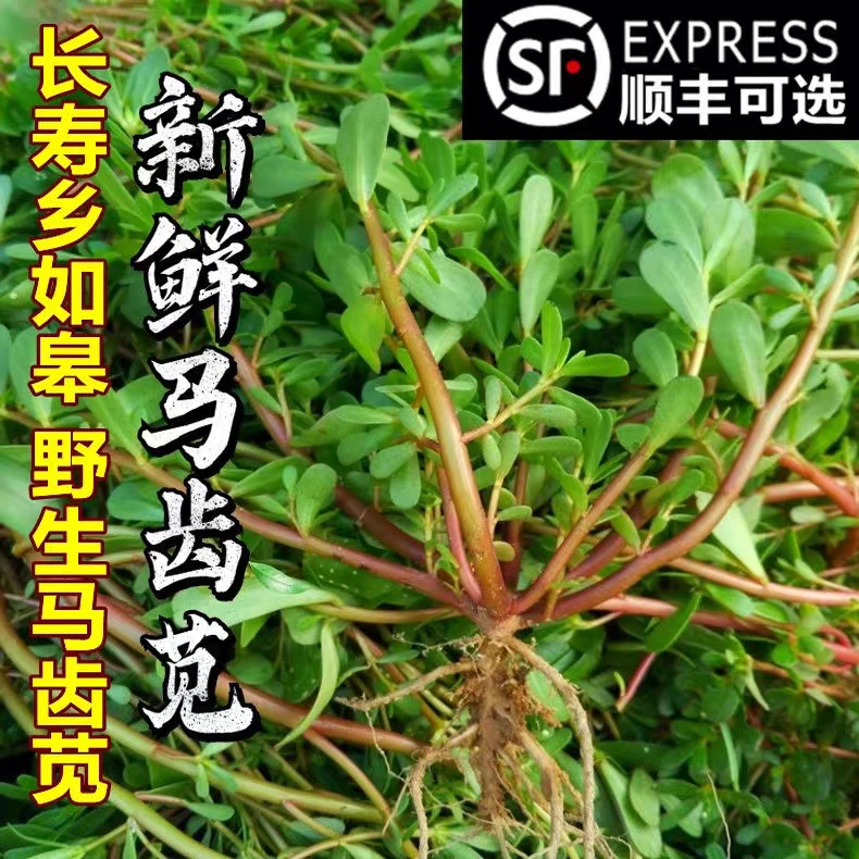 新鲜马齿苋菜五行草长命菜五方草麻绳菜蚂蚱菜